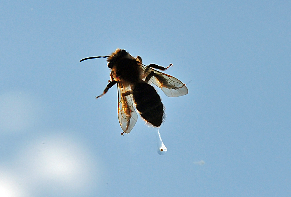 Nicht zu fassen ...die Biene  kackt  mir beim Auslsen auf die Scheibe - 01.05.2012