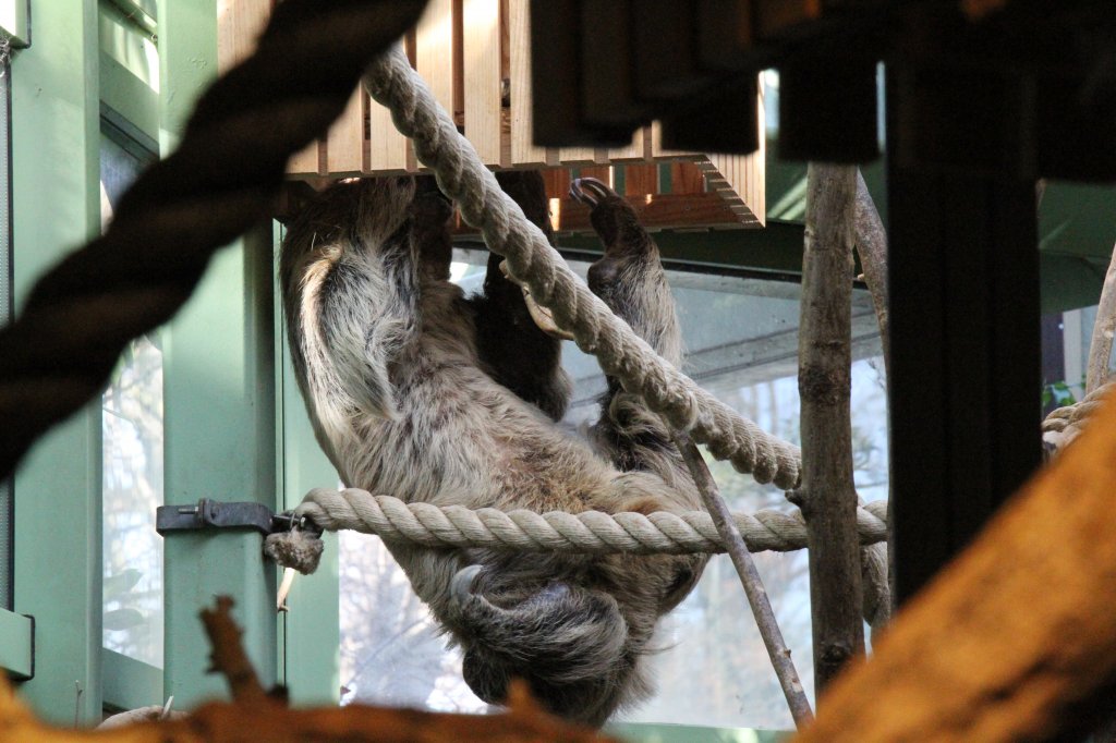 Nichts wie weg. Dieses Zweifinger-Faultier oder auch Unau (Choloepus didactylus) verkriecht sich gerade in eine Holzkiste. Zoologischer Garten Berlin am 25.2.2010.