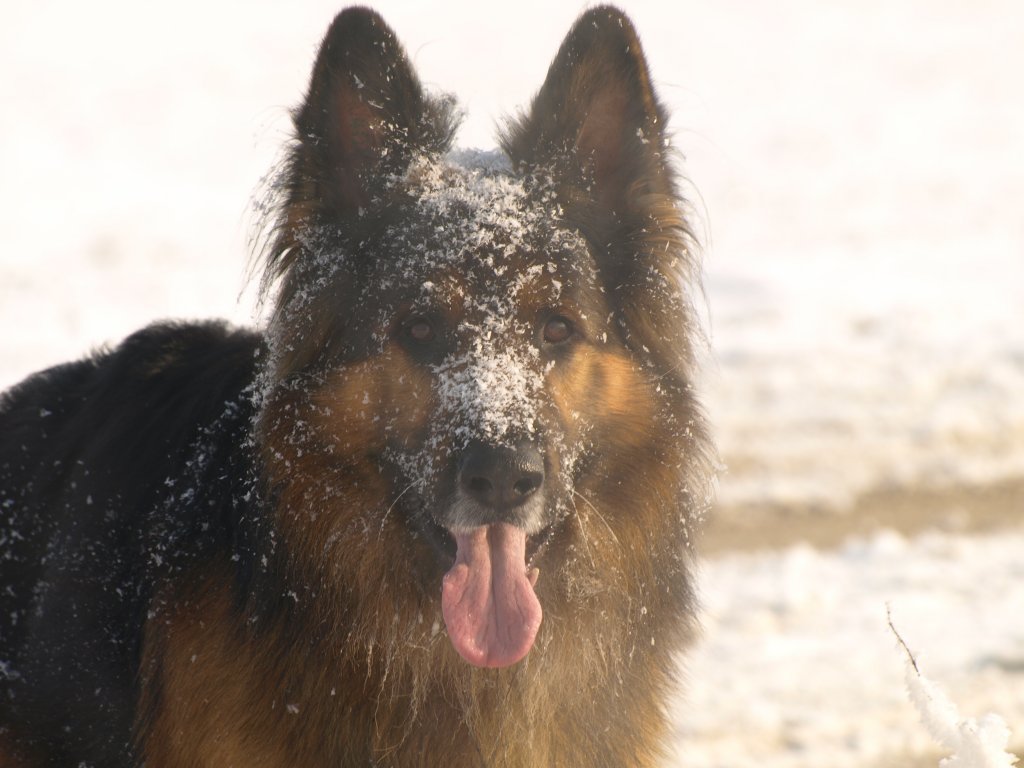 Niko vom Sonnenstern
Winterspatziergang 2009