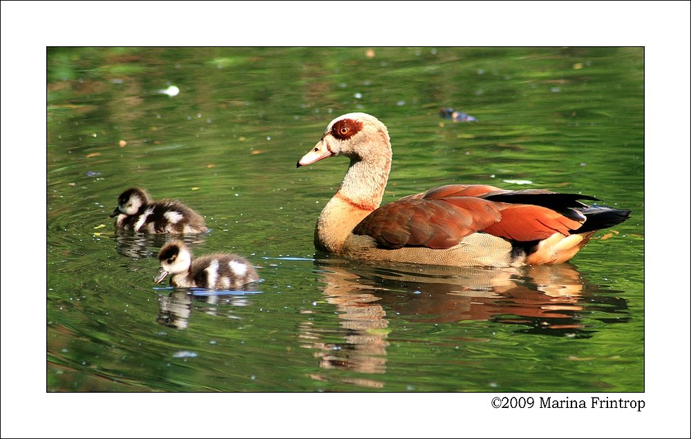 Nilgans (Alopochen aegyptiacus) mit zwei Kken - Fotografierent im Kaisergarten Oberhausen