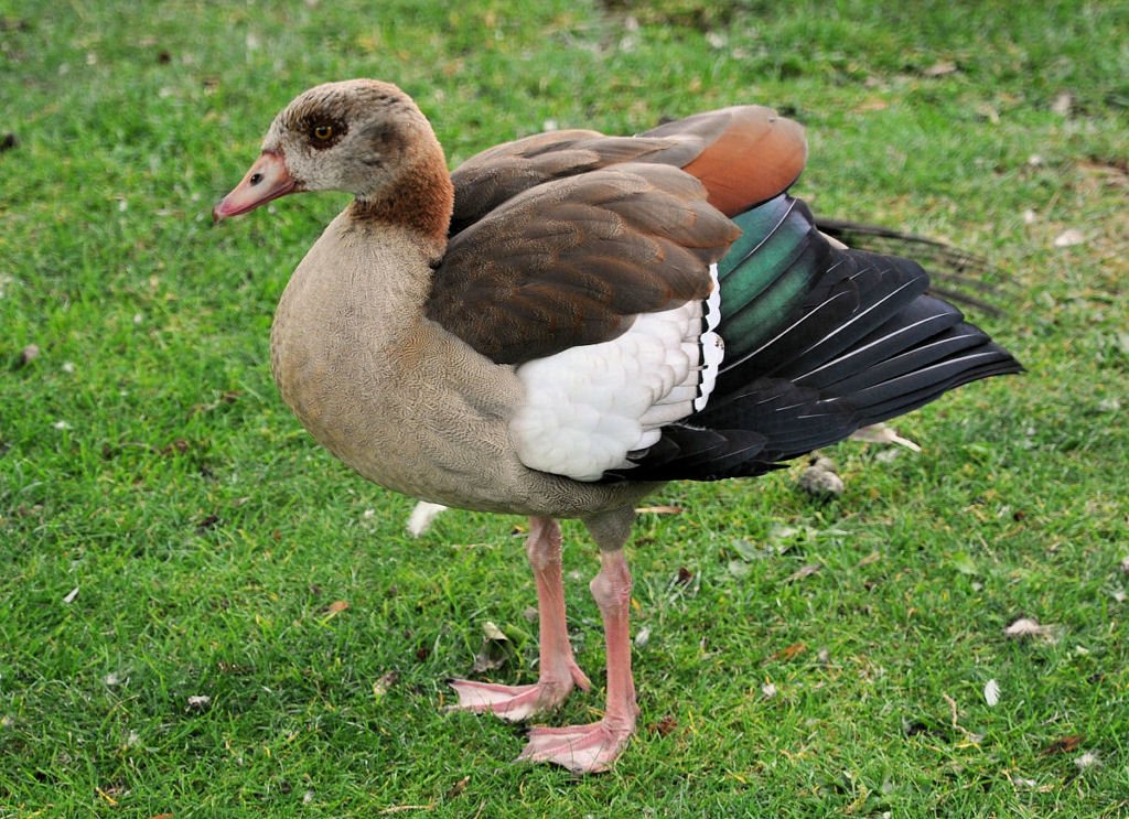 Nilgans im Freizeitpark Rheinbach - 12.07.2009 (umgeschichtet von Landschaftsfoto).