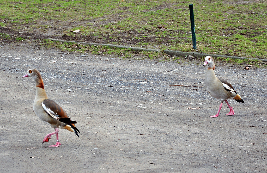 Nilgans-Paar am Rheinufer bei Bad Honnef - 07.03.2012