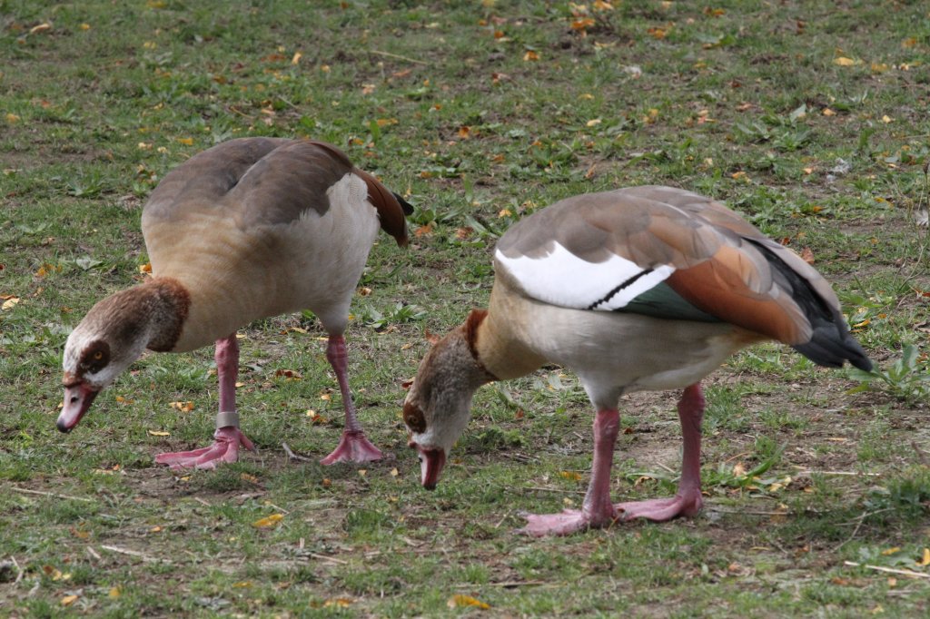 Nilgans-Prchen (Alopochen aegyptiacus) am 25.9.2010 im Toronto Zoo.