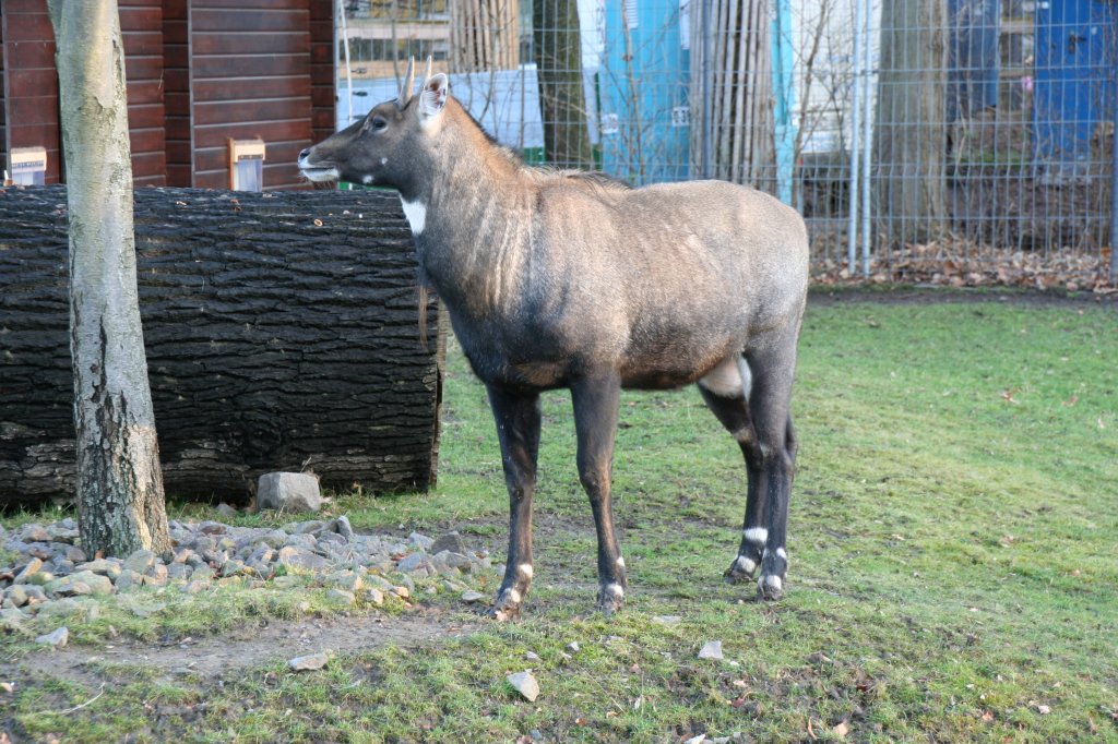Nilgauantilope (Boselaphus tragocamelus), eine aus Indien und Pakistan stammende groe Antilope, am 7.12.2009 im Zoo Dresden.