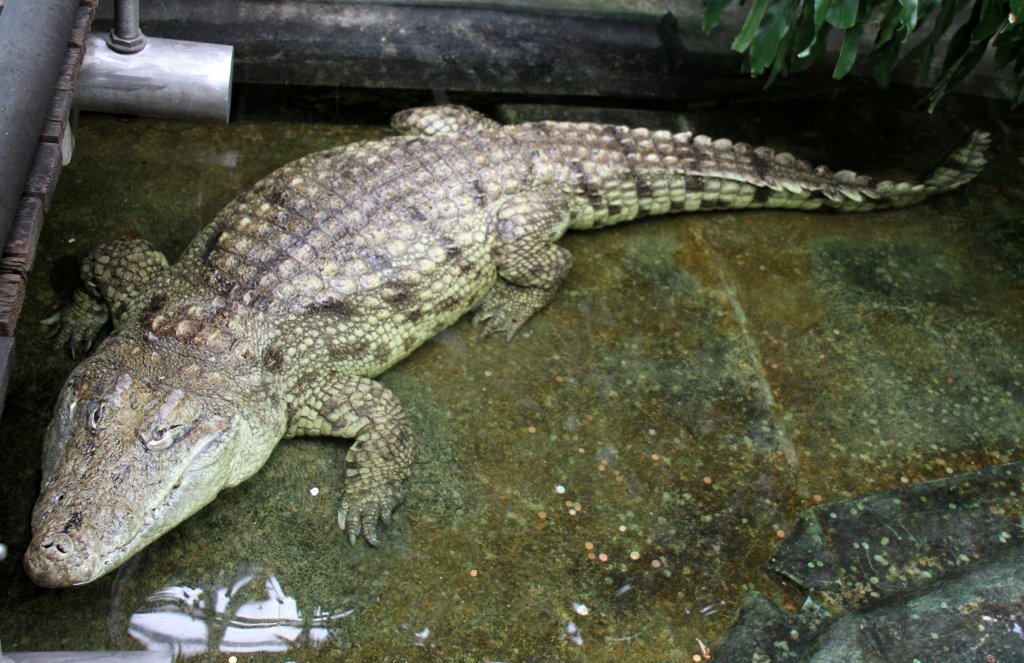 Nilkrokodil (Crocodylus niloticus) am 12.3.2010 im Zooaquarium Berlin.