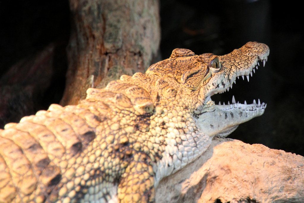 Nilkrokodil (Crocodylus niloticus) am 19.3.2010 im Zoo Basel.