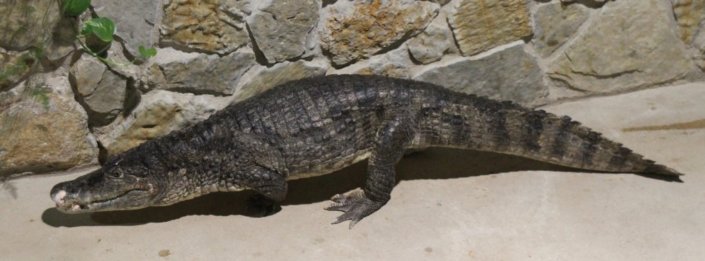 Nilkrokodil (Crocodylus niloticus) am 23.4.2010 im Meeresaquarium Zella-Mehlis.

