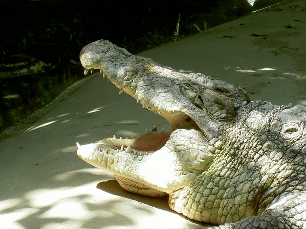 Nilkrokodil wartet auf den Zahnartzt. Berlin Zoologischen Garten am 20.5.2007. 