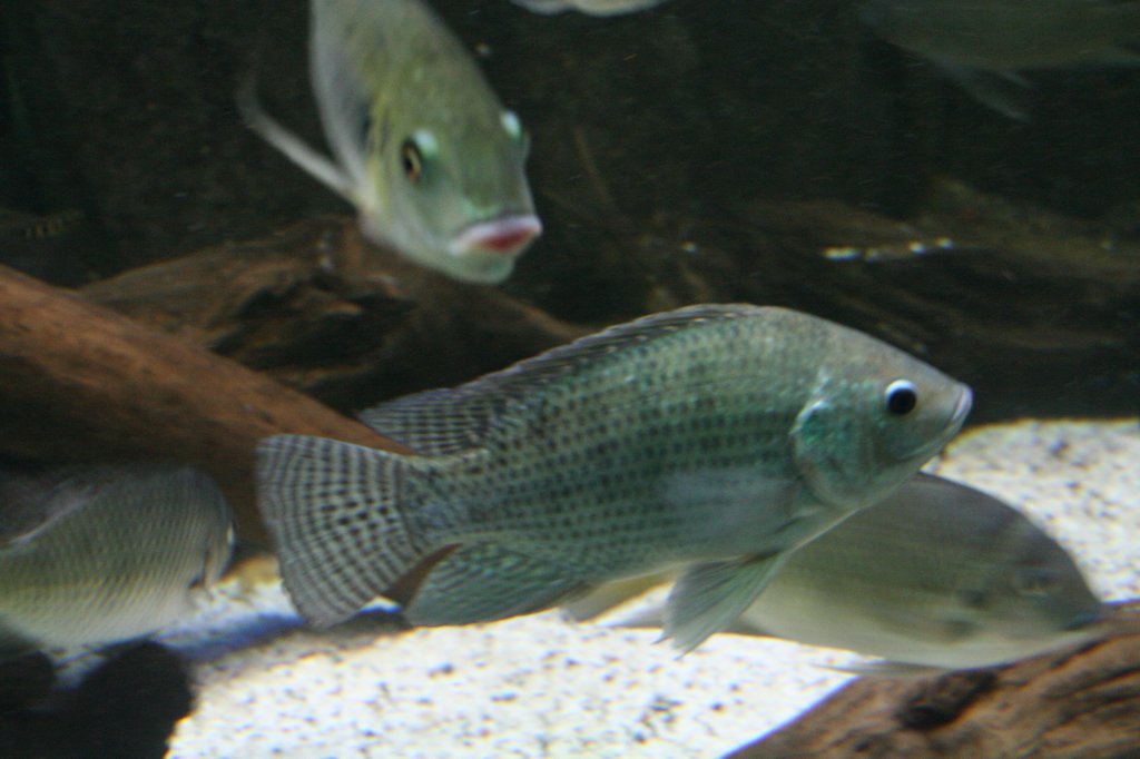 Niltilapie (Oreochromis niloticus) am 12.12.2009 im Aquarium des Berliner Zoos.