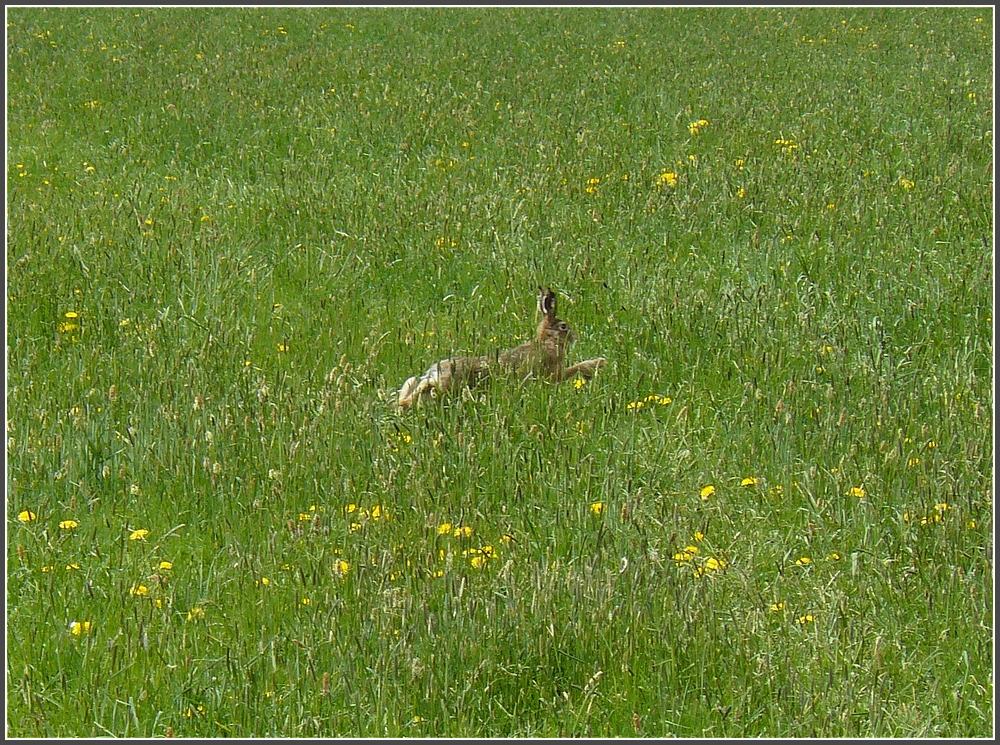 Nix wie weg! Vom Fotografen beim Mittagsschlaf gestrt, machte sich das Kaninchen ber alle Berge. 01.05.10 (Hans)