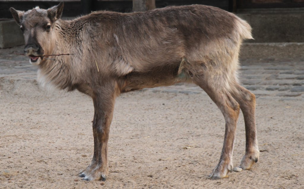 Noch hornloses Hausrentier (Rangifer tarandus f. domesticus) am 11.3.2010 im Zoo Berlin.