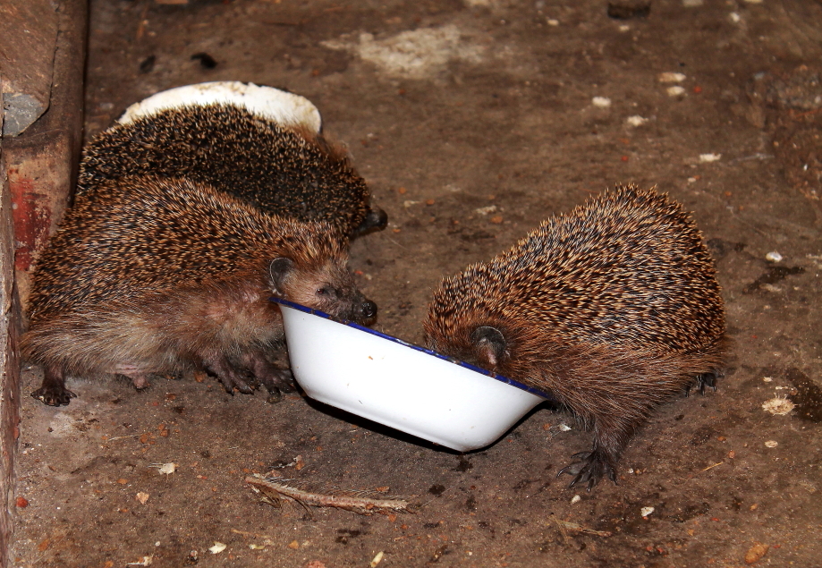 Noch die Schssel mit Katzenfutter auslecken, dann knnen wir wieder gehen, 09.08.2012 in Nassenheide.