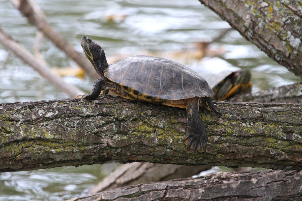 Nordamerikanische Buchstaben-Schmuckschildkrte (Trachemys scripta) am 26.9.2010 im Jungle Cat World Wildlife Park in Orono,Ont.