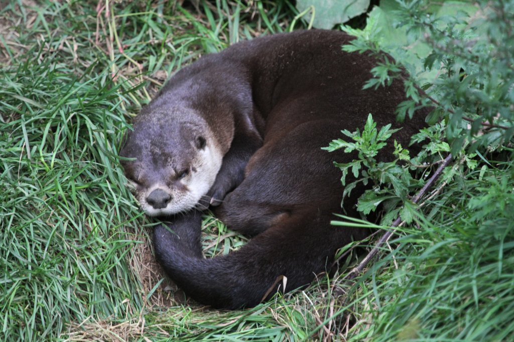 Nordamerikanischer Fischotter (Lontra canadensis) am 18.9.2010 im Zoo Sauvage de Saint-Flicien,QC.