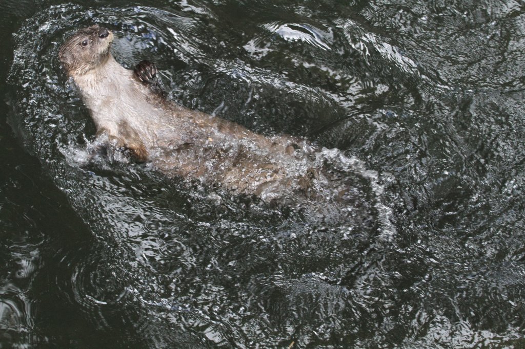 Nordamerikanischer Fischotter (Lontra canadensis) beim Rckenschwimmen. Toronto Zoo am 25.9.2010.