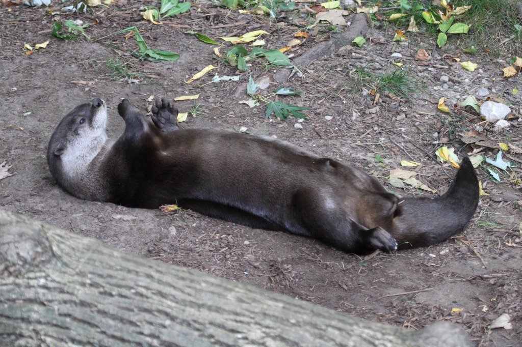 Nordamerikanischer Fischotter (Lontra canadensis) beim Yoga. Toronto Zoo am 25.9.2010.