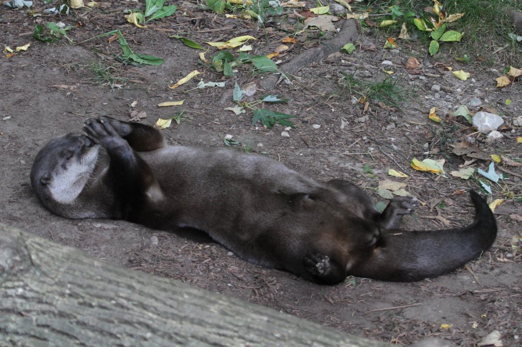 Nordamerikanischer Fischotter (Lontra canadensis) beim Mittagsgebet. Toronto Zoo am 25.9.2010.