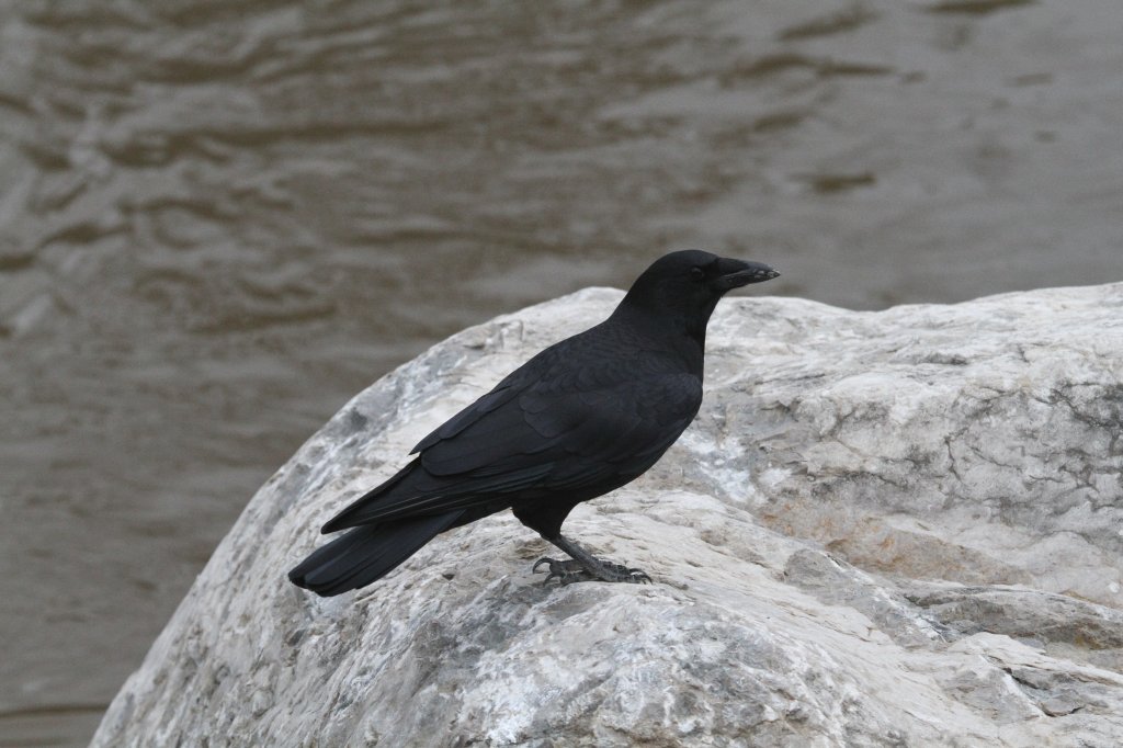 Nordamerikanischer Kolkrabe (Corvus corax principalis) am 18.9.2010 auf dem Gelnde des Zoo Sauvage in Saint-Flicien,QC. 
