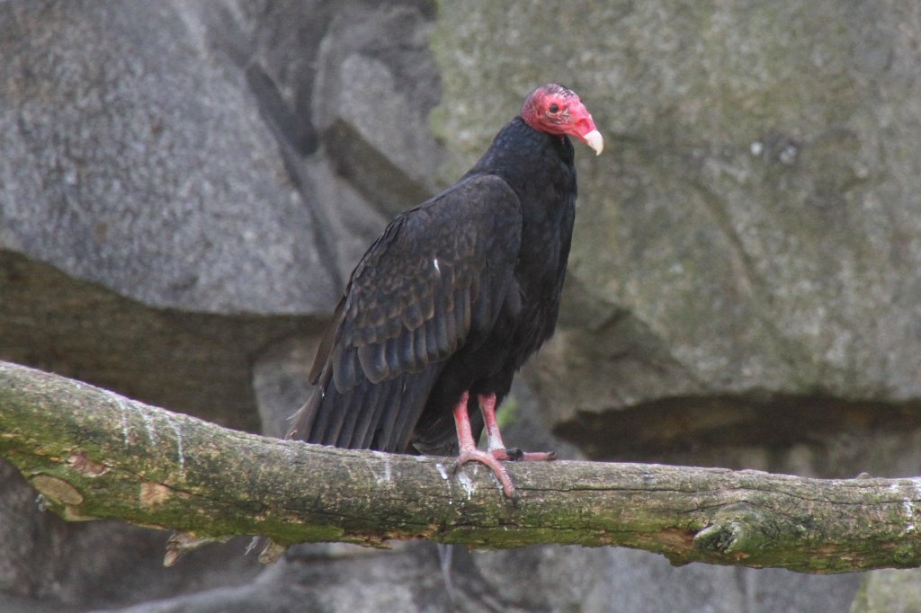 Nordamerikanischer Truthahngeier (Cathartes aura septentrionalis) am 18.4.2010 im Tierpark Berlin.