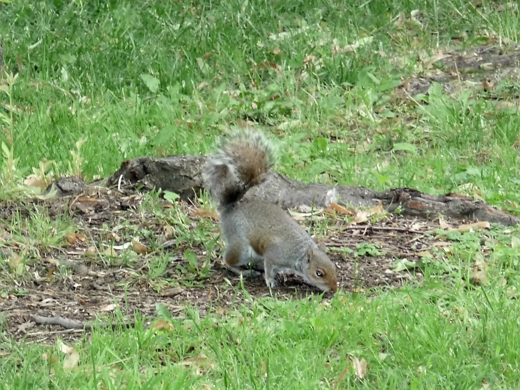 Normalerweise sind sie schneller wieder weg als meine Kamera fokussieren kann, aber dieses Grauhrnchen in Washington, DC, war etwas langsamer (1.6.09)