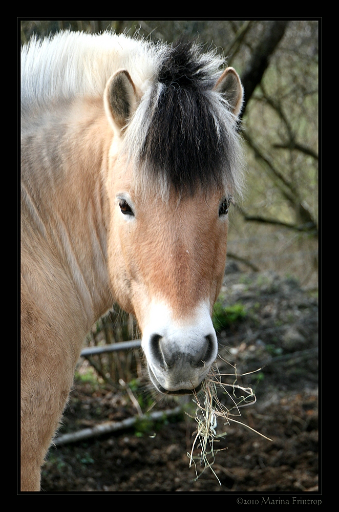 Norwegisches Fjordpferd - Norweger - Norwegian Fjord Horse