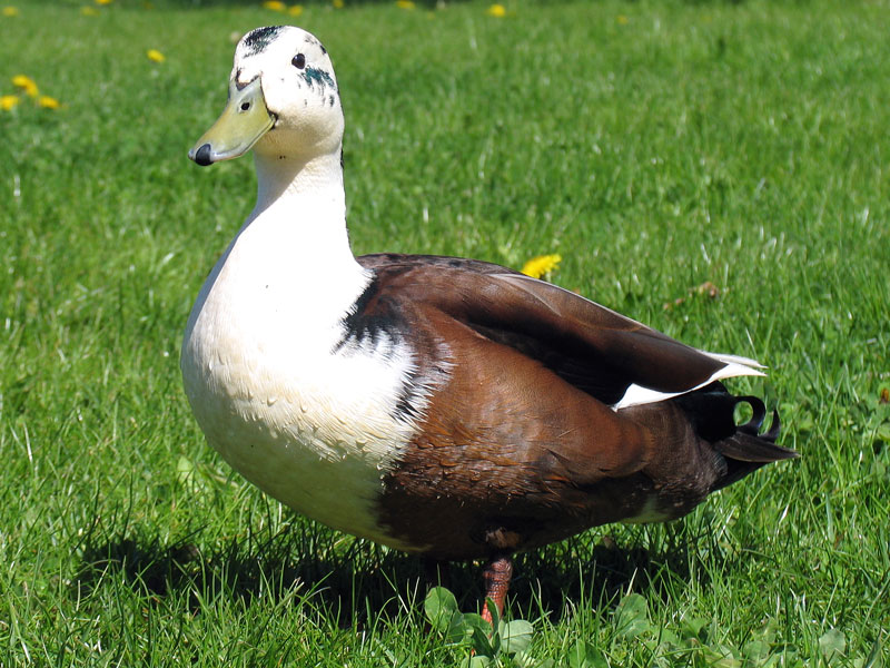 `ntschuldigung, hab´mich noch nicht abgetrocknet. Eine Mischlings- oder teilweise Albino-Ente?; Winsen an der Luhe, 06.05.2010