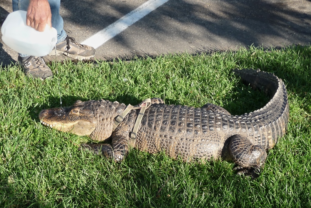 Nun bekommt der Alligator auch etwas Wasser zu trinken (31.5.09)