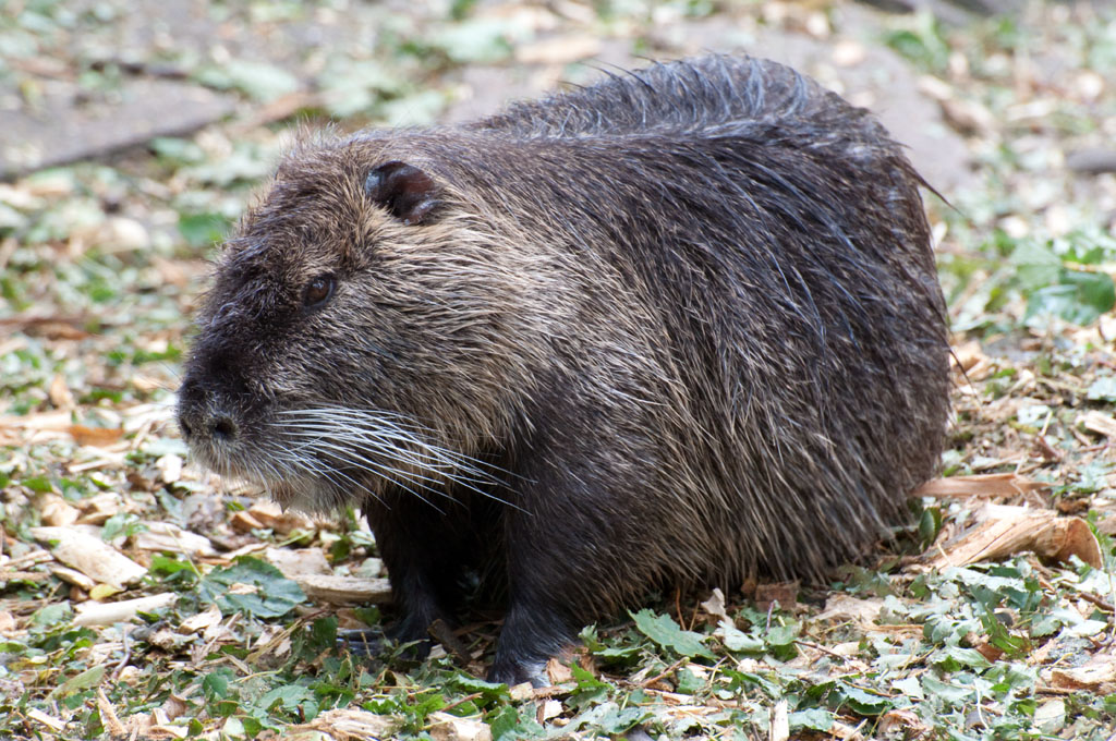 Nutria 