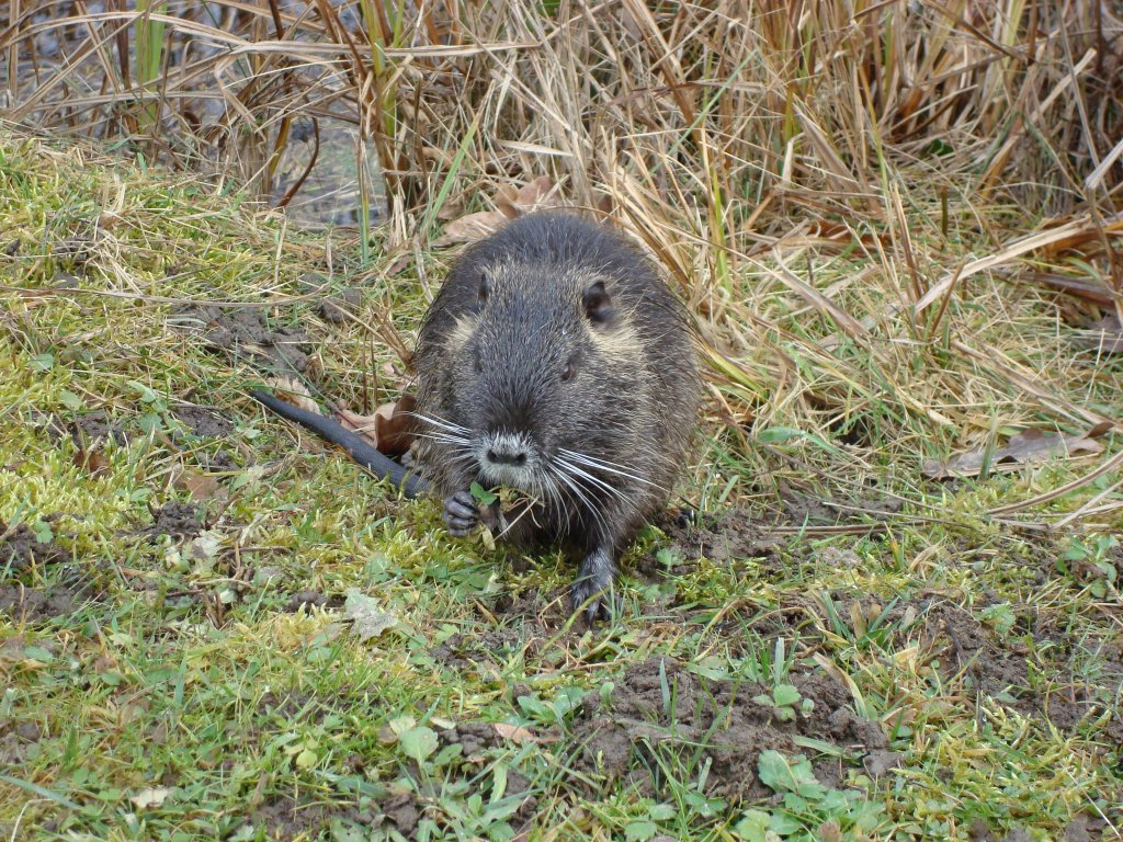 Nutria oder Biberratte,
nutzt den Landgang als Pflanzenfresser zur Nahrungsaufnahme,
in der Rheinebene,
Jan.2010