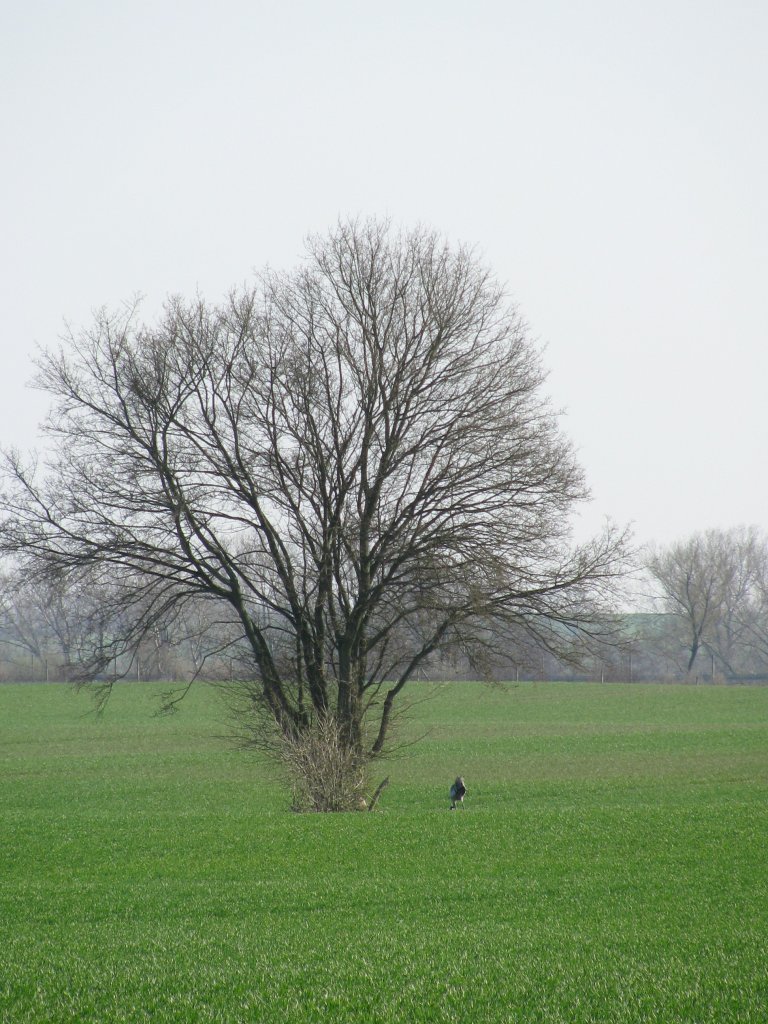 NWM; Kranich bei der Futtersuche, westlich von Lbsee 07.04.2010