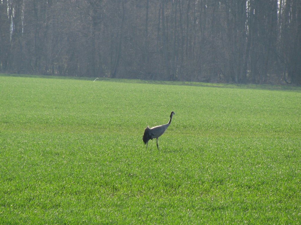 NWM; Kranich bei der Futtersuche, westlich von Lbsee 07.04.2010