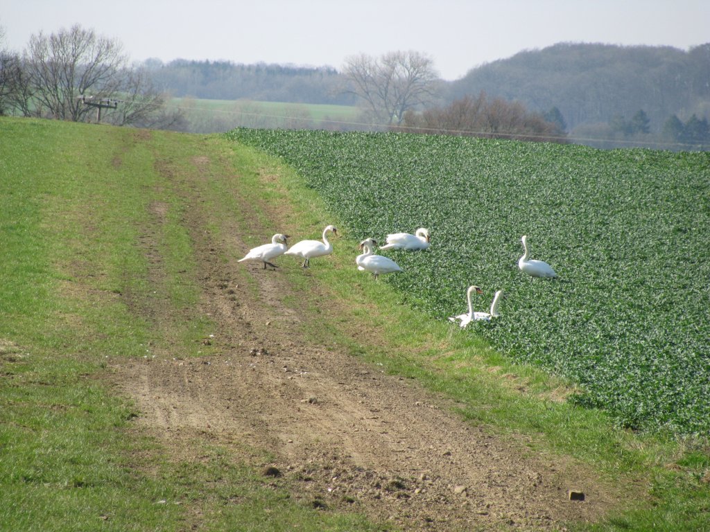 NWM; Schwne beim hsen, 07.04.2010