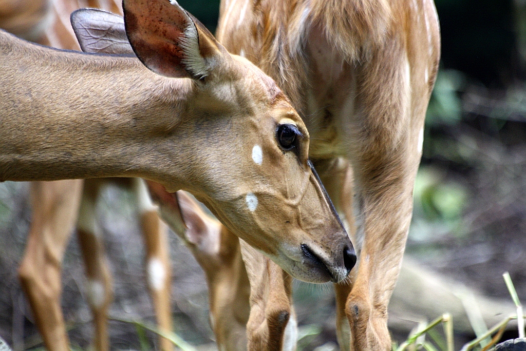 Nyala (Tragelaphus angasii) im Singapore Zoo am 11.Mai 2010.