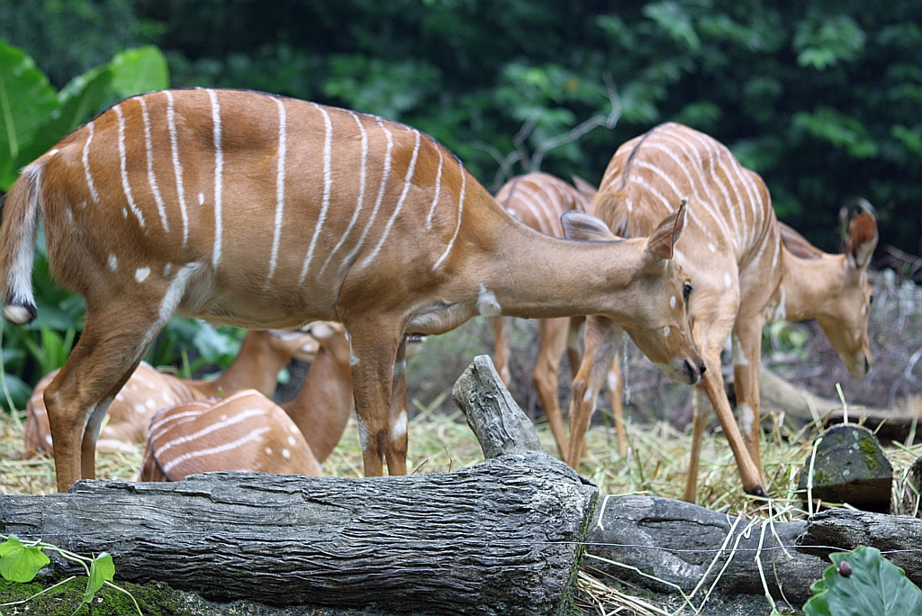 Nyala (Tragelaphus angasii) im Singapore Zoo am 11.Mai 2010.