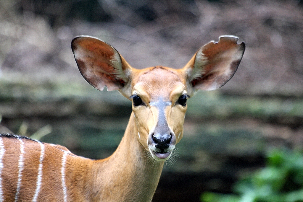 Nyala (Tragelaphus angasii) im Singapore Zoo am 11.Mai 2010.