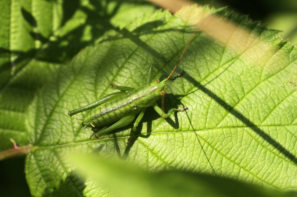 Nympfe eines Grnen Heupferdes (Tettigonia viridissima) am 4.6.2010 in Istein.

