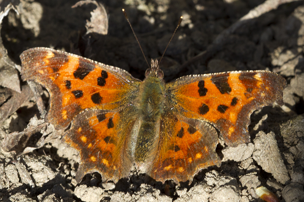 Nymphalidae, C-Falter, Polygonia c-album, 01.04.2012, Weisweil



