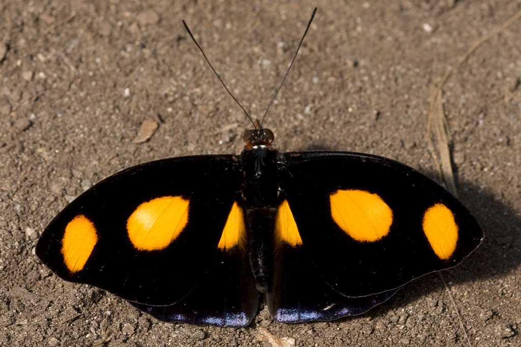 Nymphalidae, Catonephele numili, 19.02.2009, Hunawihr,
Frankreich