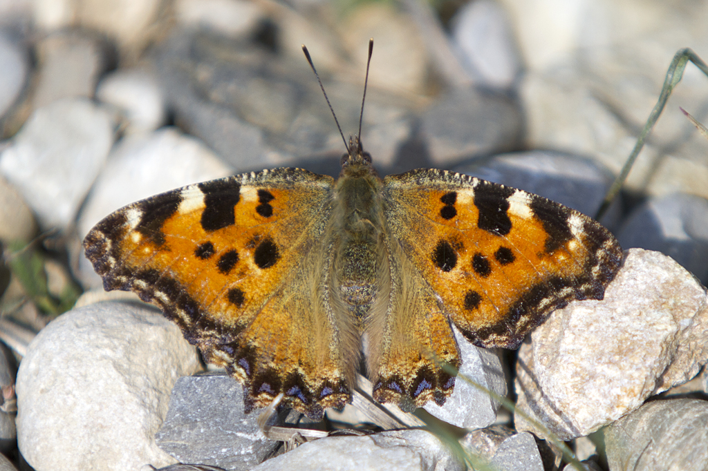 Nymphalidae, Groer Fuchs, Nymphalis polychloros, 31.03.2012, Lyon