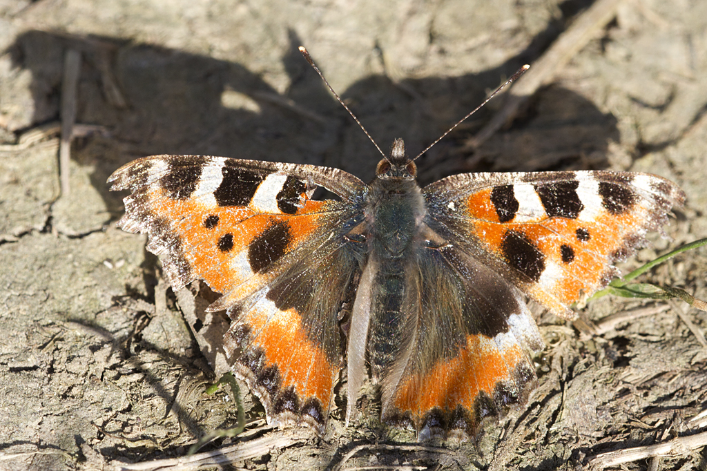 Nymphalidae, Kleiner Fuchs, Aglais urticae, 01.04.2012, Weisweil



