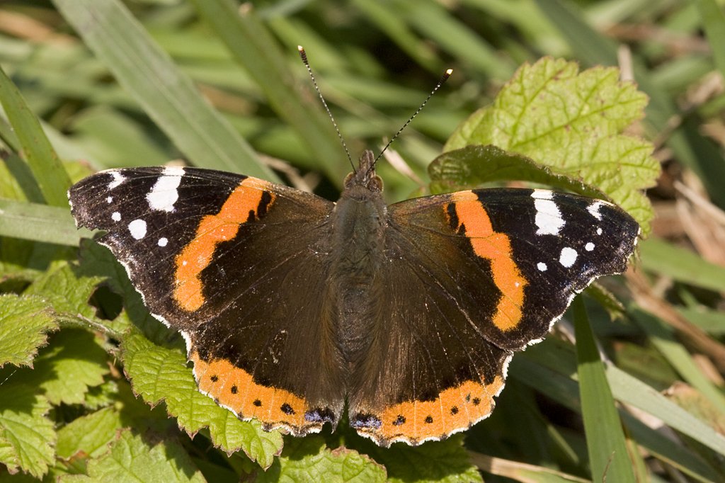 Nymphalinae, Admiral, Vanessa atalanta, 14.11.2008, Hecklingen

