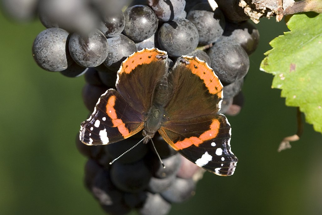 Nymphalinae, Admiral, Vanessa atalanta, 19.10.2008, Sasbach