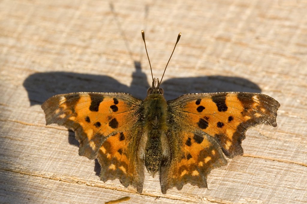 Nymphalinae, C-Falter, Polygonia c-album, 17.04.2007, Weisweil