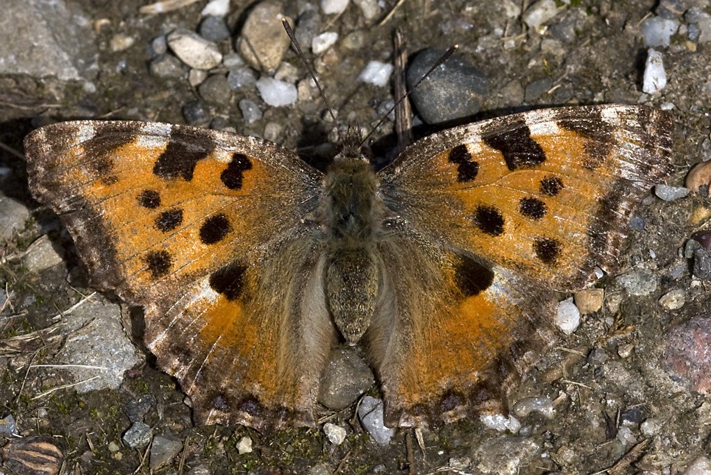 Nymphalinae, Groer Fuchs, Nymphalis polychloros,
01.05.2008, Weisweil