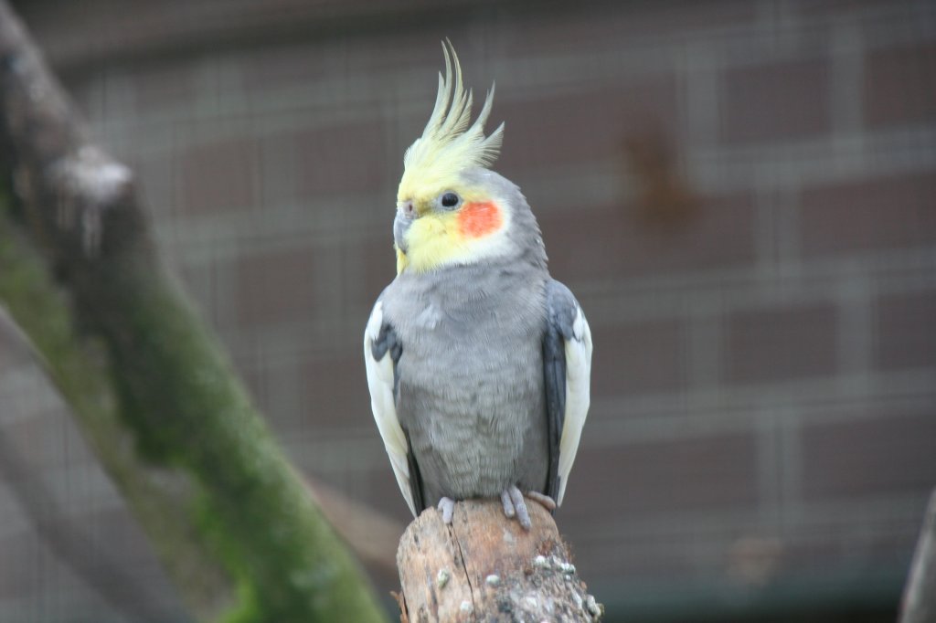 Nymphensittich (Nymphicus hollandicus) am 13.12.2009 im Tierpark Berlin.