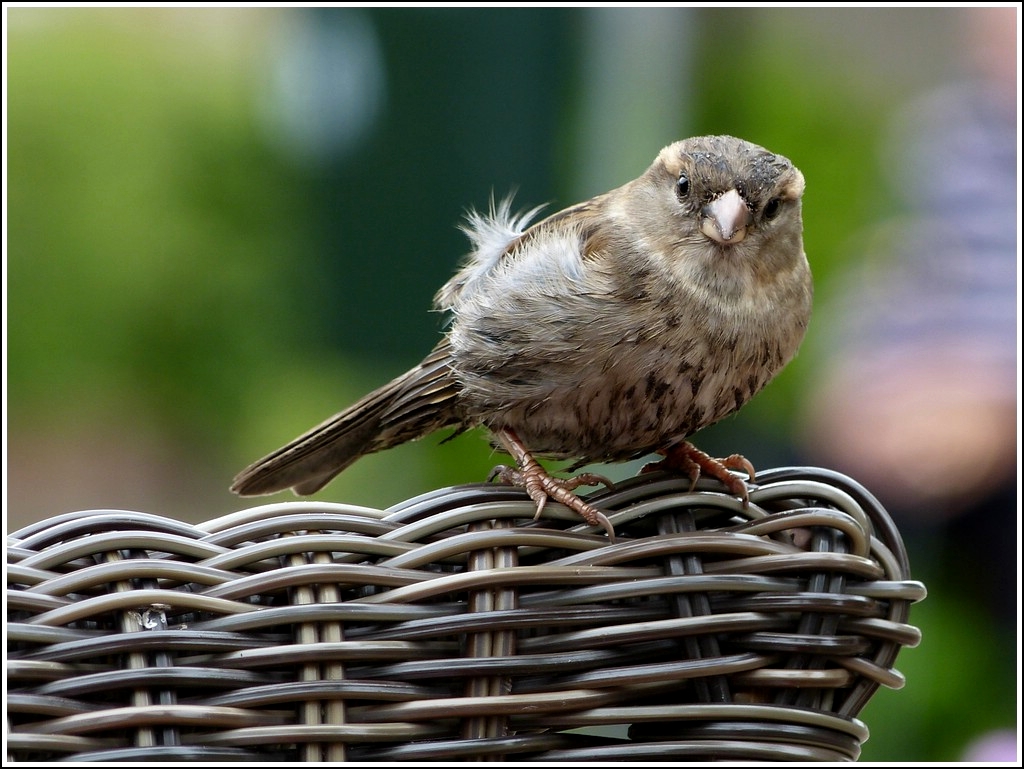 Ob wohl etwas fr ihn abfllt, Sperling auf einer Stuhllehne in Bourtange, 10.05.2012 (Jeanny)