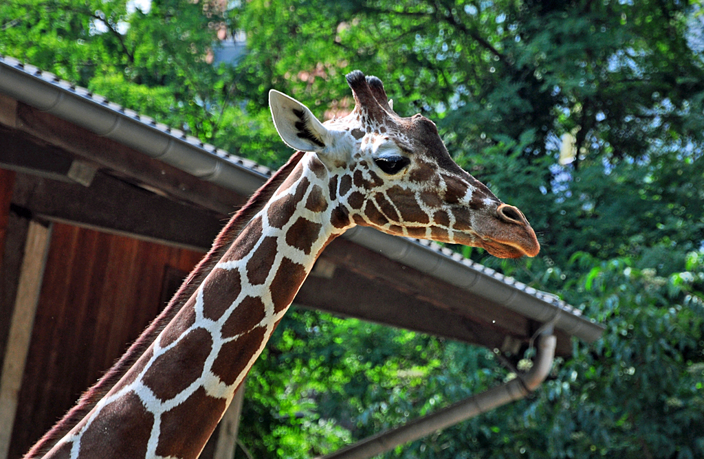  Oberteil  - Giraffe - 03.08.2010