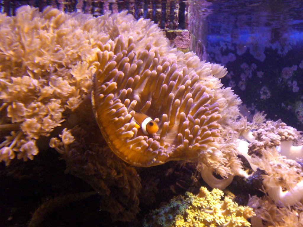 Ocellaris in einer Kupferanemone.Fotografiert am 28.10.2008 in meinem Aquarium. 