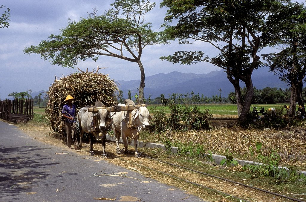 Ochsen Gondang Baru  ( Indonesien ) 17.08.95 