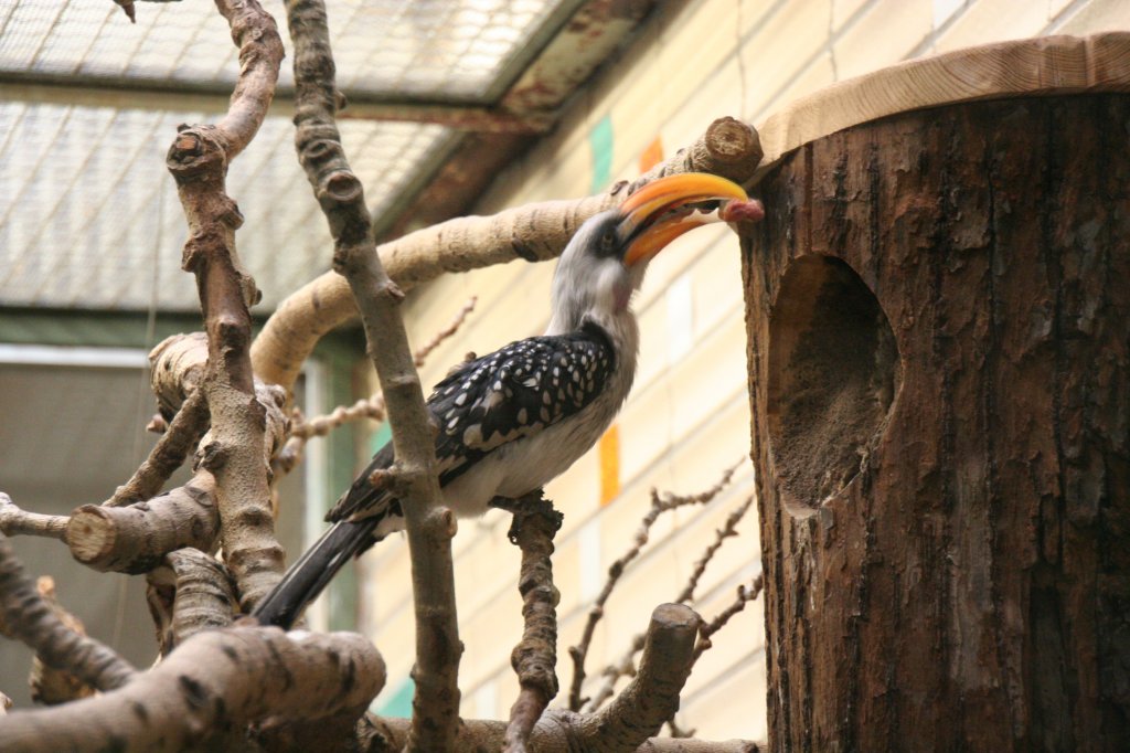 stliche Gelbschnabeltoko (Tockus flavirostris) am 13.12.2009 im Tierpark Berlin.